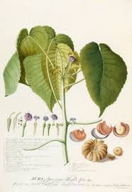 Image result for Hura crepitans