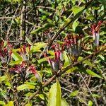 Image result for Agelanthus zizyphifolius