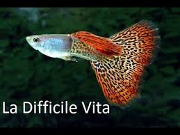 Un Avannotto Di Guppy Scalare Pesce Combattente Nascita Guppy Youtube
