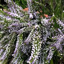 Image result for Fabiana imbricata