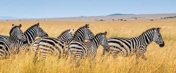 Enter your dates and choose from 2,058 hotels and other places to stay! Doctari Tansania Reisen We Offer The Highest Class Service In Safaris All Over Tanzania