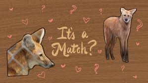 About 436 results (0.39 seconds). Watch Rare Maned Wolves Need A Matchmaker Npr