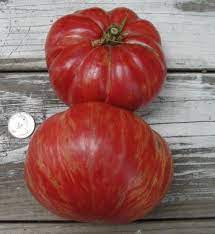 Our phones +38 066 698 23 23 +38 096 698 23 23. Artisan Seeds Tomato Review Happy Acres Blog