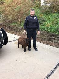 Chief Centner said no to a K9 unit, so Sgt. Linville had a new idea..