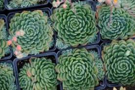 We are known all throughout canada for. Succulents Cacti Tallahassee Nurseries Tallahassee S Premier Garden Center Landscaping