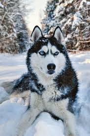 White huskie's best qualities are beauty, strength, and stamina, which makes them stand out to the siberian husky dog breed. Beautiful Husky Wallpaper Husky Dogs White Siberian Husky Siberian Husky Blue Eyes