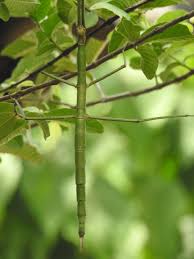 Image result for Nesphostylis holosericea