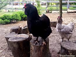 Should i let my silkies have. Build A Better Dust Bath For Your Chickens Fresh Eggs Daily