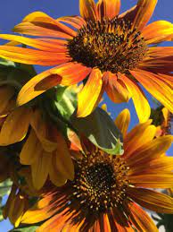Pin By Sherri Paris On Flowers Planting Flowers Sunflower Flowers