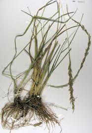 Image result for Sporobolus natalensis