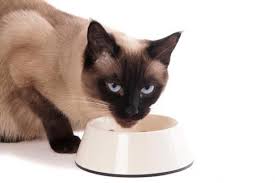10 monitoring your cat's weight. How Much Food Should I Feed My Cat