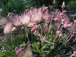 Many people refer to wisconsin as the cheese state or the dairy state, but there is more to the area than dairy production. Prairie Smoke A Wisconsin Native Wildflower Native Plant Landscape Native Plant Gardening Wildflower Garden