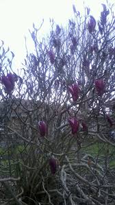 From pale lilac to deep violent, we rounded up our favorite purple blooms. Tree With Purple Flowers In Nz Purple Flowering Tree Purple Flowers All Things Purple