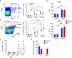 Frontiers | Impact of SIV infection on mycobacterial lipid-reactive T cell  responses in Bacillus Calmette-Guérin (BCG) inoculated macaques