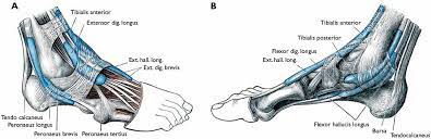Descriptionmuscle long fléchisseur de l'hallux.png. Diagnostic Differentiel Des Tenosynovites Revue Medicale Suisse