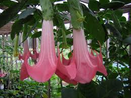 Brugmansia shares the name 'angel's trumpet' with another member of the solanancae family, datura. Bio Saatgut Alte Gemusesorten Exotische Samen Brugmansia Angel Trumpet Flower Seeds