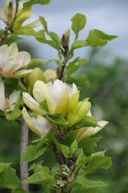 Image result for magnolie sunsation