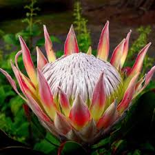 Flower that represents strength and courage. Flowers That Symbolize Courage A To Z Flowers