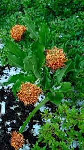 Image result for Scadoxus puniceus