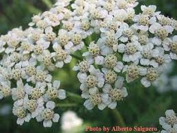 Yarrow Herb Seeds For Sale Achillea Millefolium Garden Seeds Herb Seeds Achillea Millefolium Achillea