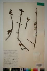 Image result for Commiphora angolensis