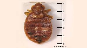 Strain the liquid and add two additional cups of water. How To Get Rid Of Bedbugs A Step By Step Guide