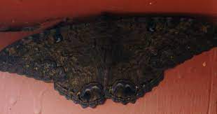 El Verdadero Significado De Que Una Mariposas Negra Llegue A Tu Casa