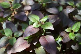 Image result for Hirpicium