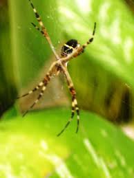 Procure 5,098 fotos e imagens sobre aranha de jardim disponíveis ou inicie uma nova pesquisa para explorar mais. Aranhas De Jardim Plantas E Flores Meio Ambiente Cultura Mix