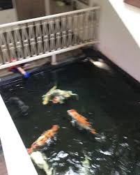 Instagram Irfan Hakim Kocak Djalu Beri Ikan Peliharaannya Ini Netizen Biar Sehat Plus Pinter Halaman All Tribunstyle Com