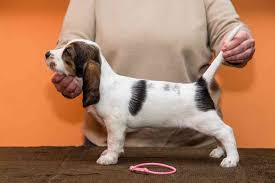 Image result for velký vendéeský hrubosrstý honič