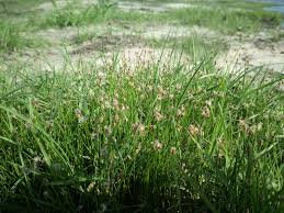 Image result for Fuirena welwitschii