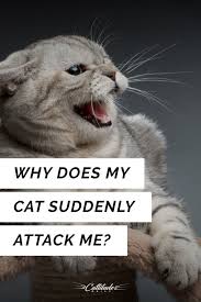 Pin On Cat Behavior