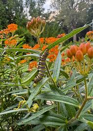 Image result for Asclepias aurea