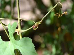 Image result for Ampelocissus africana