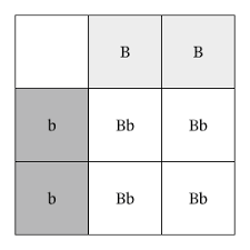 His punnet square simplifies and visually demonstrates. Lesson Explainer Monohybrid Inheritance Nagwa