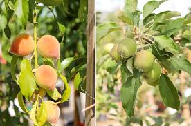 Maybe you would like to learn more about one of these? Fruit Trees Glendora Gardens Nursery