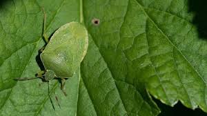 Maybe you would like to learn more about one of these? 13 Natural Ways To Get Rid Of Stink Bugs In The Garden Dre Campbell Farm