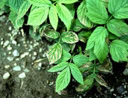 Thu apr 30, 2015 8:04 pm. Raspberries Leaves Are Turning Brown Along The Edges
