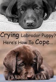 How to stop your puppy from crying tire him out. Puppy Crying Tips For Settling New Puppies At Night Or In A Crate