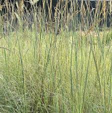 Image result for Chrysopogon