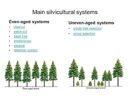Even Aged Forests Vs Uneven Aged Forests Single Tree Age Evening