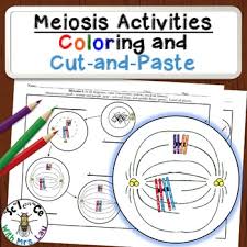 Name three reasons cells undergo cell division. Mitosis And Meiosis Reading Worksheets Teaching Resources Tpt