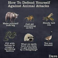 Animal Safety Animal Attack How To Defend Yourself Animals