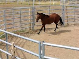 Horse Pen Calculator Shoppers Supply