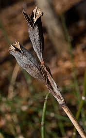 Are they used for propagation or not? Siberian Iris Seed Pod 2 Photograph By Douglas Barnett