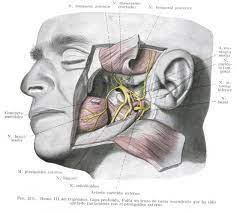 La Enfermedad De La Evolucion Del Aparato Masticatorio Humano Eeamh Sindrome De La Boca Ardiente