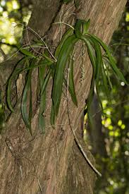 Image result for Diaphananthe vesicata