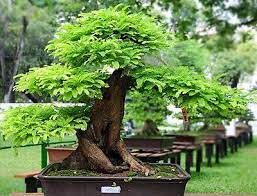 The best tamarind bonsai #tamarindbonsai #bonsaipreview. How To Grow Tamarind Tree Bonsai Tree Bonsai Tree Types Indoor Bonsai Tree