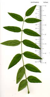 Image result for Styphnolobium